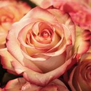 medium Rose- Dag lieve jij! Ben je op zoek naar richting, helderheid en inzichten in je leven of in een bepaalde levenssituatie? Misschien sta je op een kruispunt in je werk, je relatie of zoek je naar meer zingeving? Met behulp van de Lenormandkaarten help ik jou helderheid en duidelijkheid krijgen in die situaties waarin je vastloopt. Je krijgt inzichten die je hoofd en hart raken, opdat je de juiste keuzes en beslissingen kunt maken. Ik help jou ook om de spiegels en lessen te zien achter de hobbels en obstakels die jij op je pad tegenkomt. Mijn begeleiding is persoonlijk, warm en zonder oordeel. Alles mag er zijn. Vanuit mijn eigen levens- en werkervaring weet ik hoe het voelt om even de weg kwijt te zijn – en hoe waardevol het is als iemand met je meekijkt. Voel je dat dit bij je resoneert? Neem dan snel contact met me op. Je bent van harte welkom! Helderziende mediums staan voor u klaar als u het even niet meer zitten of als u gewoon een luisterend oor zoekt. Professionele  helderziende mediums zijn op hun eigen bijzondere specialiteiten gescreend en getest. U kan hier terecht voor  paranormaal en betrouwbaar advies.